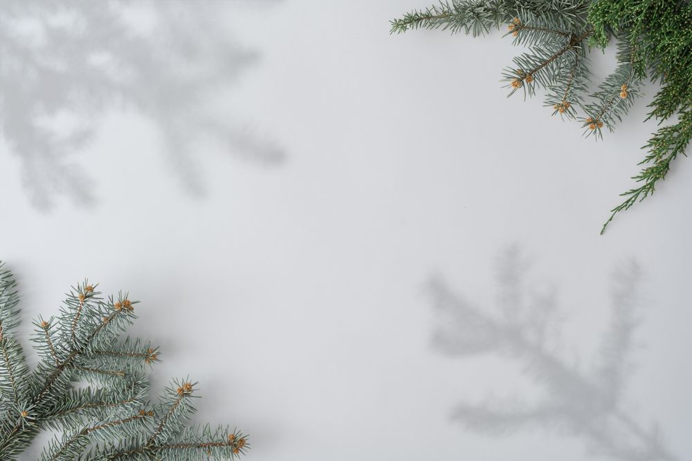 Christmas branches and shadows on corners of light background