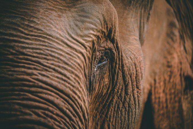 Brown elephant in close up