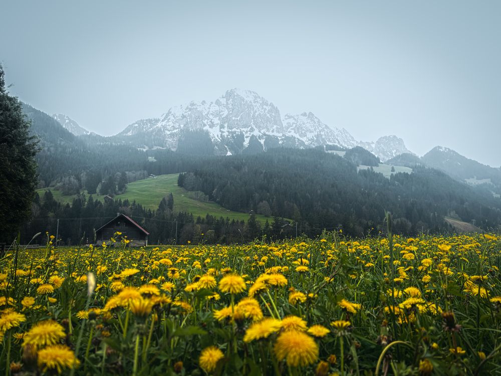 Dandelion field below the Videmanette, Rougemont, Switzerland