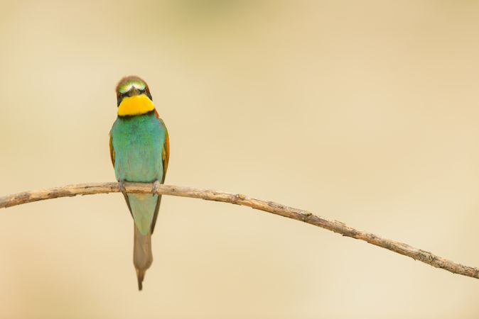 Bird standing on tree branch