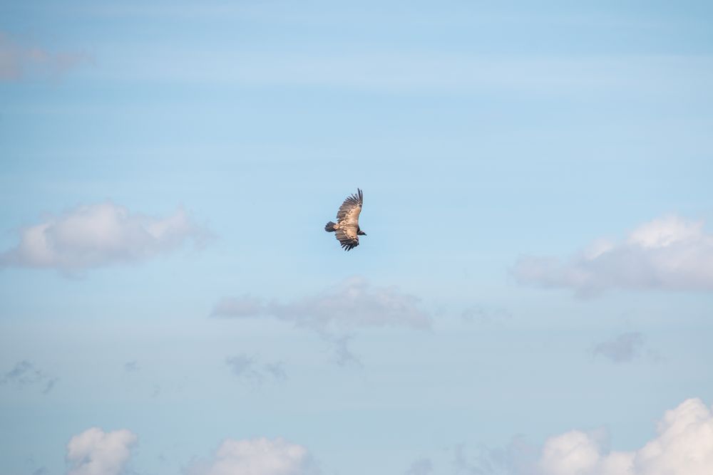 Hawk flying in sky