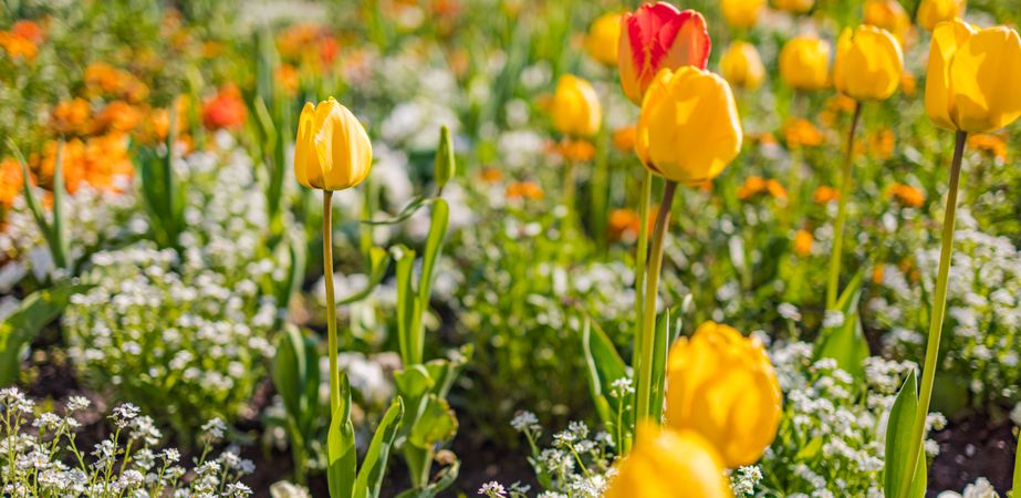 Yellow and orange tulips growing in a field, wide