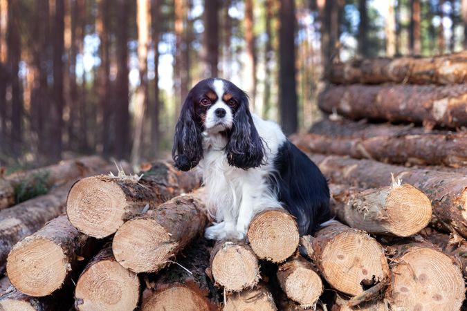 Cavalier spaniel perched atop logged trees