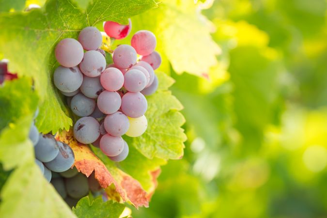 Vineyard with Lush, Ripe Wine Grapes on the Vine Ready for Harvest.