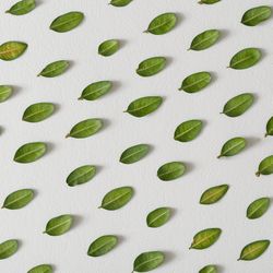 Rows of leaves on light background