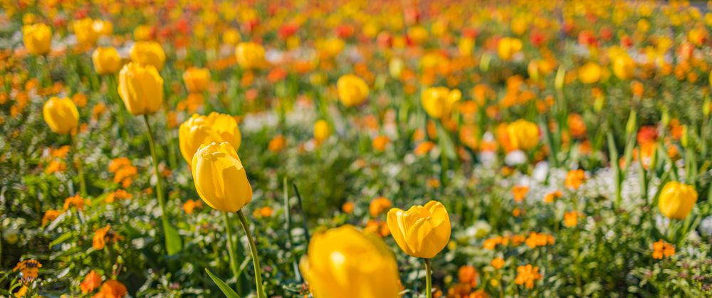 Banner of yellow tulips in a field