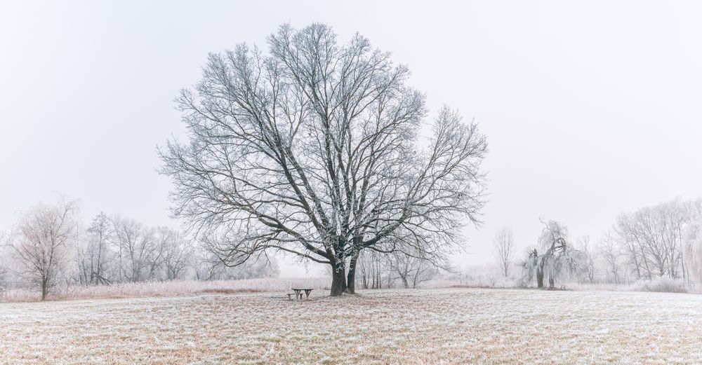 Large tree in a field with a small bench underneath, wide