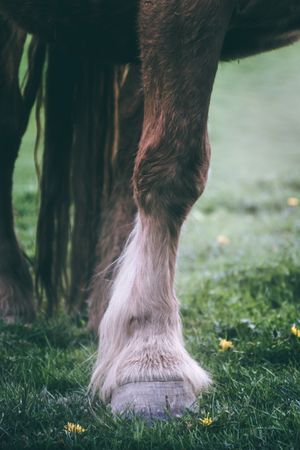 Chestnut horse standing in countryside