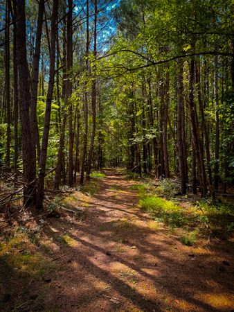 A trek in the Virginian pines