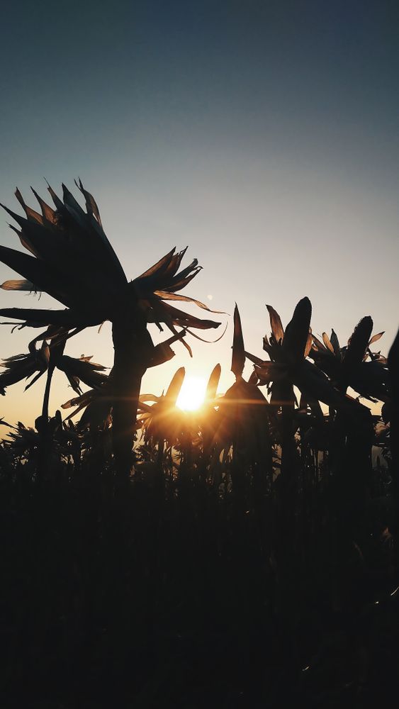 Silhouetted Cornfield at Sunset: A Golden Hour Masterpiece