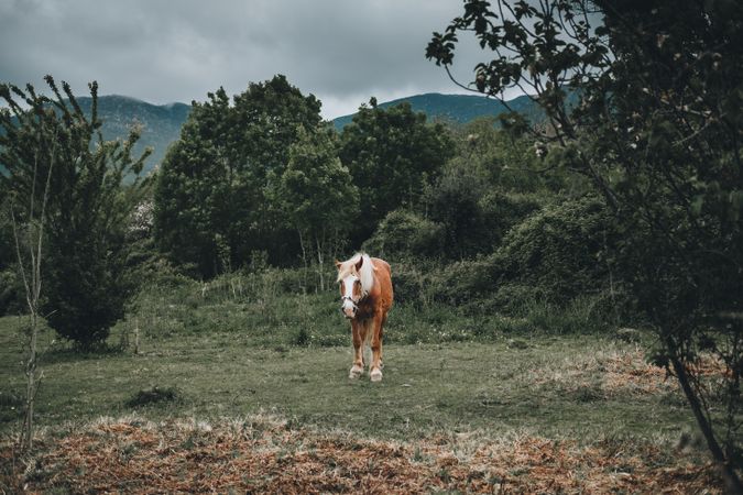 Horse eating bait on nature background