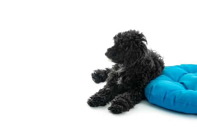 Dog lying with blue mat