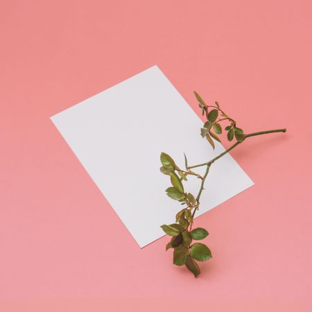 Paper card note on bright pastel pink sunlit background with branch