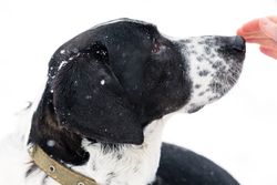 Winter's Gentle Touch