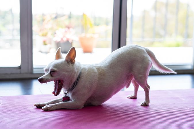 Chihuahua stretches and yawns on a yoga mat