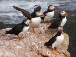 A colony of puffins gathered on rocks by the shore bxPOjb