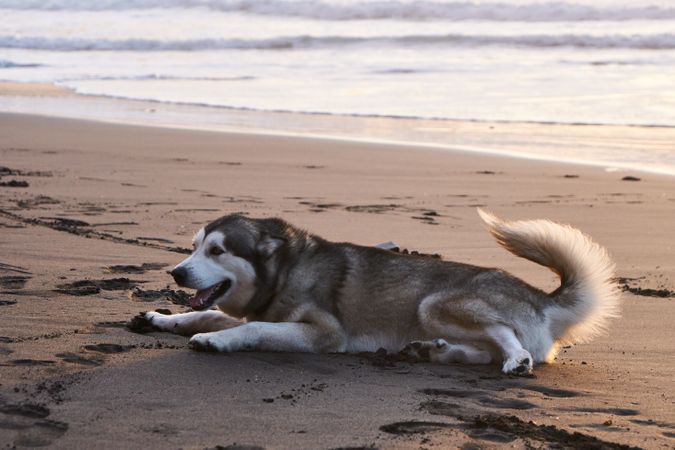 Playful furry dog lying on beach