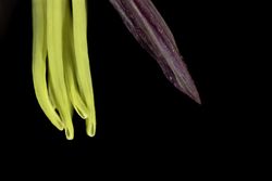 Closeup of wild rice stamens and palea on dark background