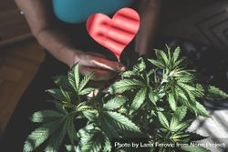 Marijuana plant with person holding red heart 5Q8pd0