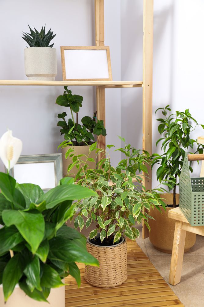 Cozy hobby - growing indoor plants at home