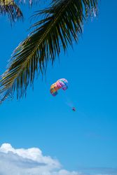 Colorful parasol shoot in the sky shot behind palm leaf