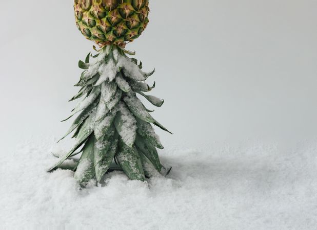 Winter landscape made of pineapple and snow