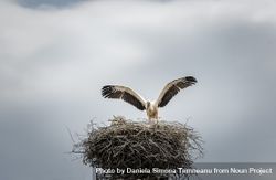 Stork in its nest 5lBoob