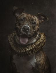 Pit bull with tiger pattern body in ruff