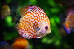 Discus fish swimming in the water beA9Nb