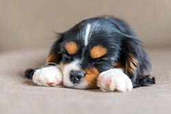 Cavalier spaniel sleeping on his paws on grey background