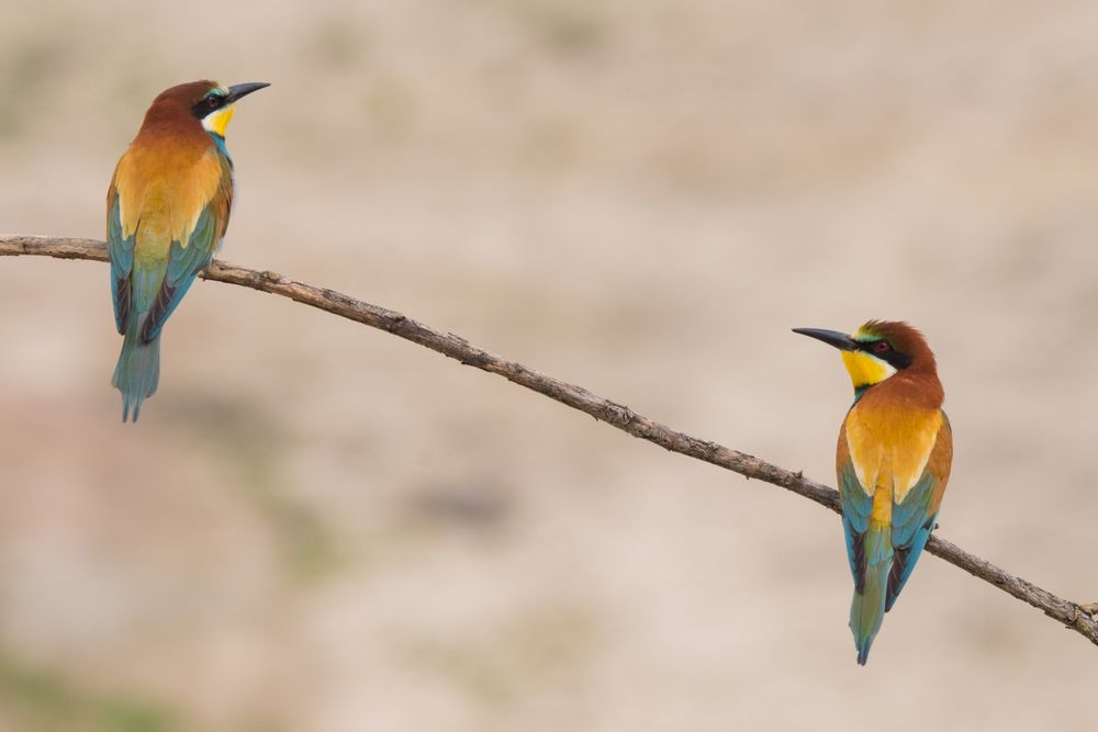 Birds standing on tree branch