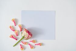 Creative layout made with rose petals and leaves with paper card