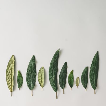 Green leaves in row on light background