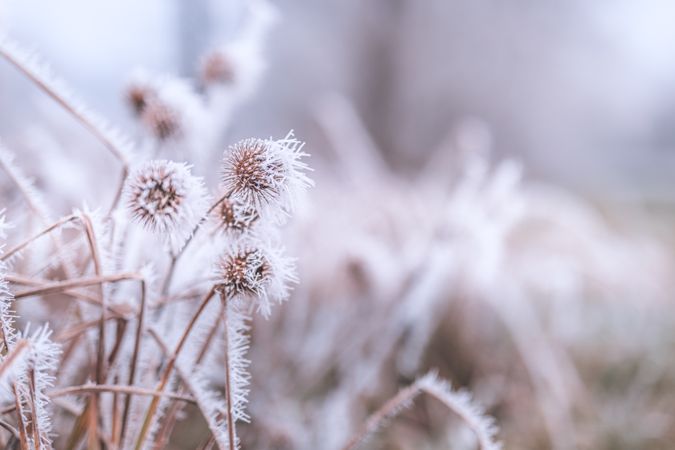Close up of dried marsh plants with frost