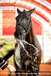 Horse drinking from hose in arena 4mLL75