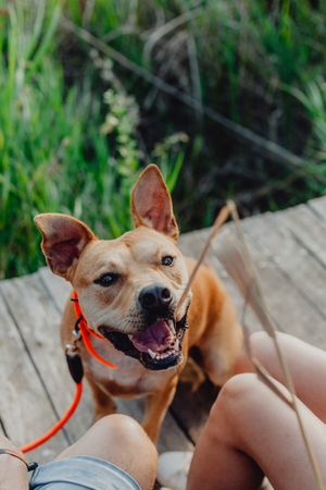 Cheerful adult couple playing with dog at countryside