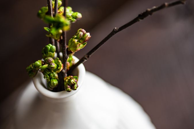 Close up of budding branch in vase