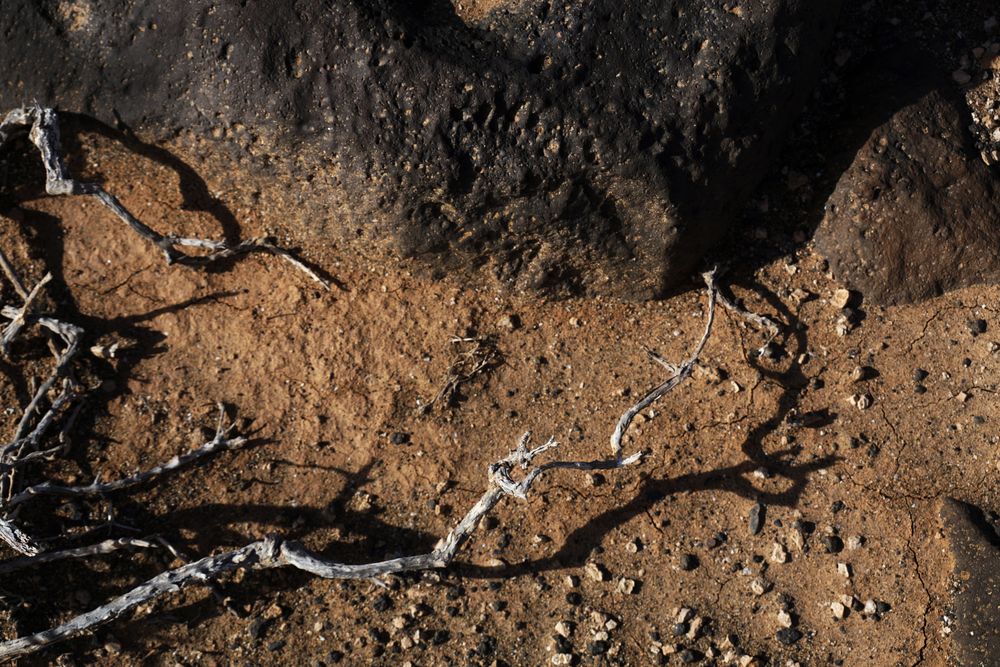 Dry soil with dead bare plant