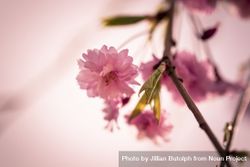 Feathery sakura blossom flower growing on soft pink sky background bE2Q70