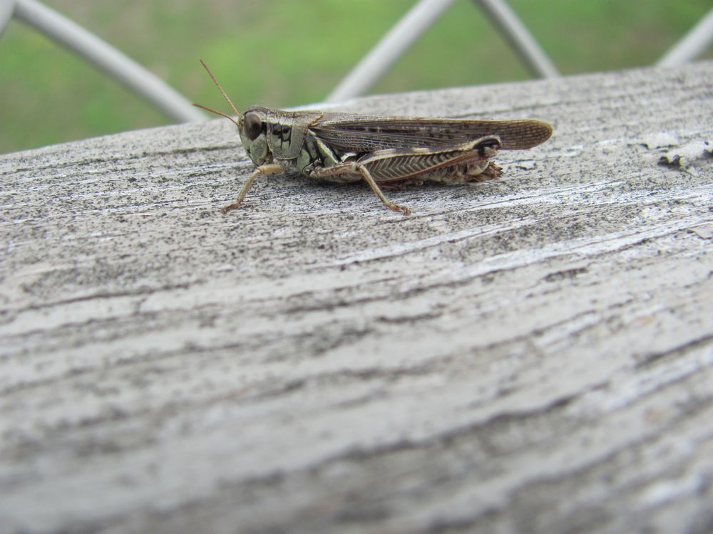 Small Grasshopper