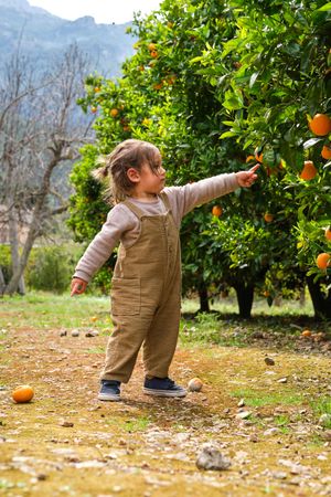 Little boy touching orange tree in garden