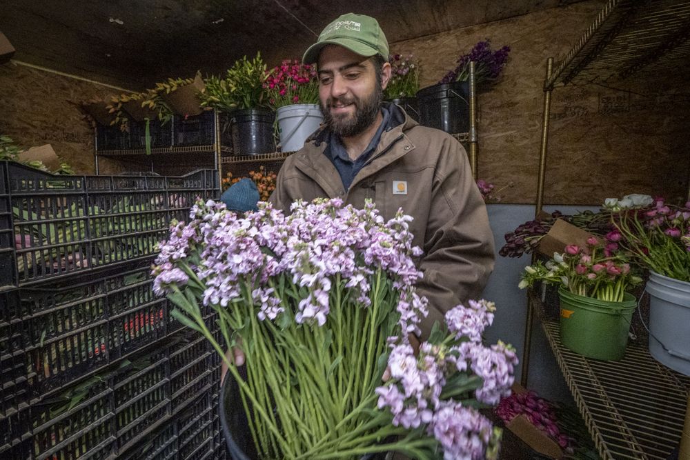 Copake, New York - May 19, 2022: Man with bucket of fresh pink flowers