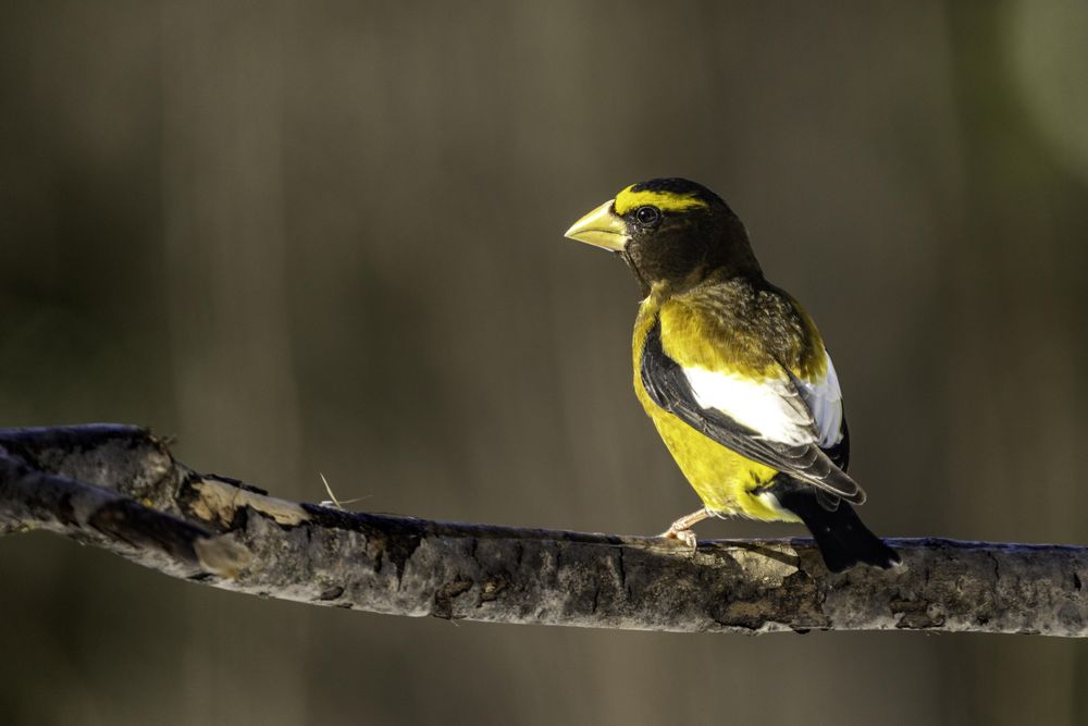 Evening Grosbeak at Sax-Zim Bog in Meadowlands, Minnesota