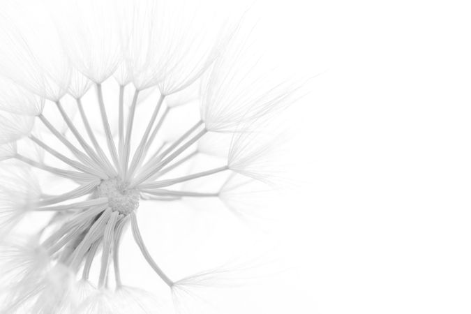 Delicate white stamen in closeup