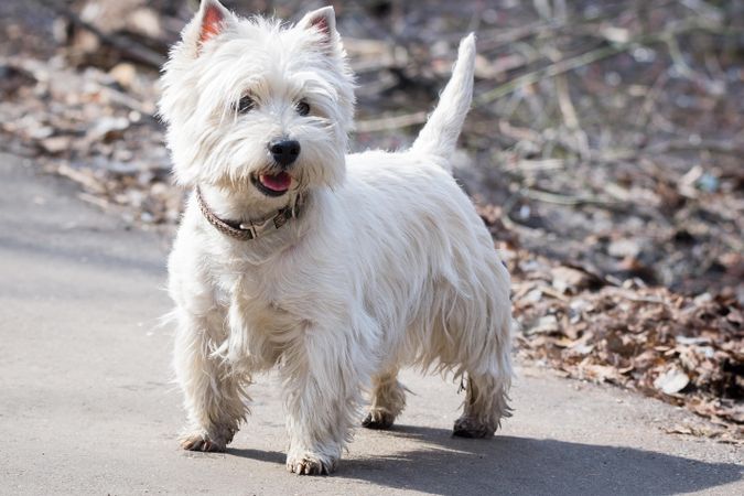 Small dog walking on dirt road