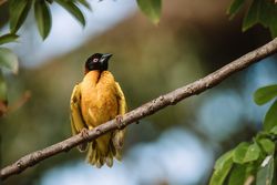 Bright bird sitting on twig