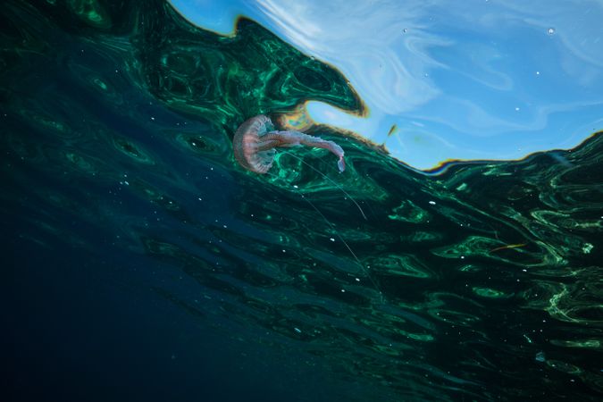 Jellyfish swimming near sea surface