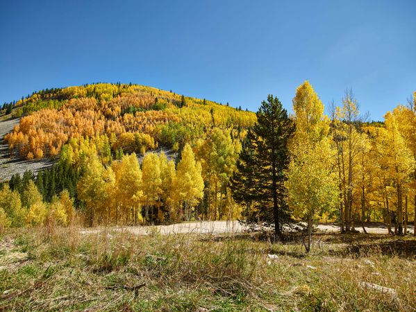 Autumnal yellow aspens covering Colorado hillside