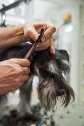 Schnauzer breed dog during grooming on table