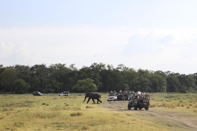 Elephant walking on nature